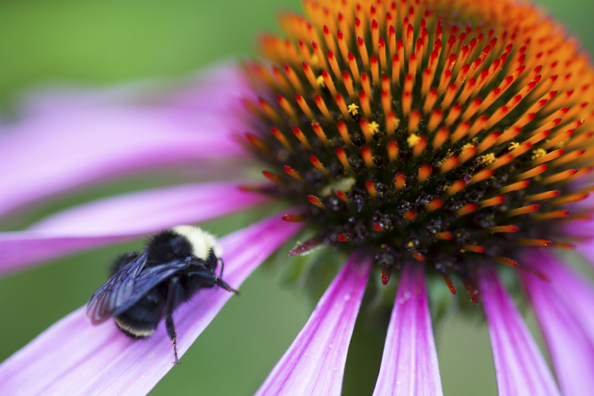 Bees sleeping on Echinacea flowers